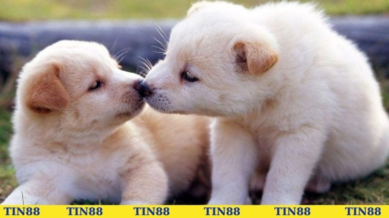 Chiêm bao thấy 2 con chó thông báo điều gì?