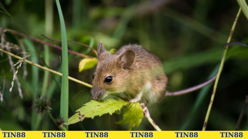Chiêm bao thấy chuột mang những hàm ý nào?