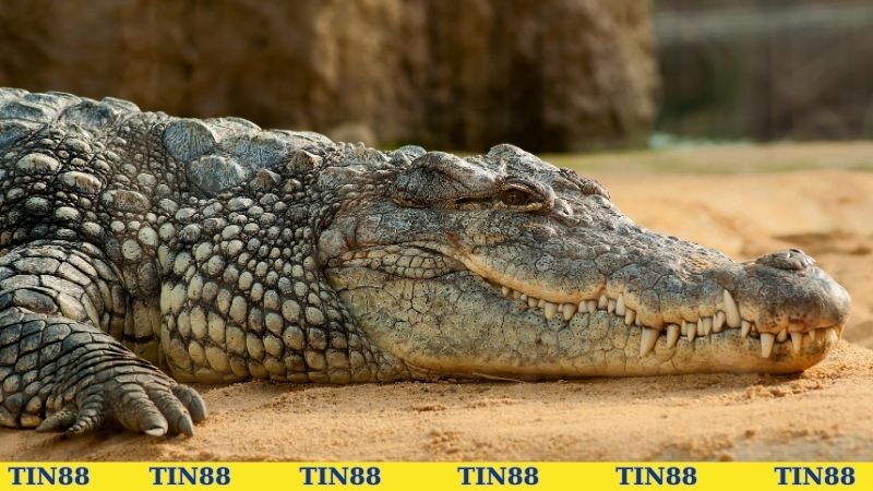 Đánh số gì khi chiêm bao thấy cá sấu