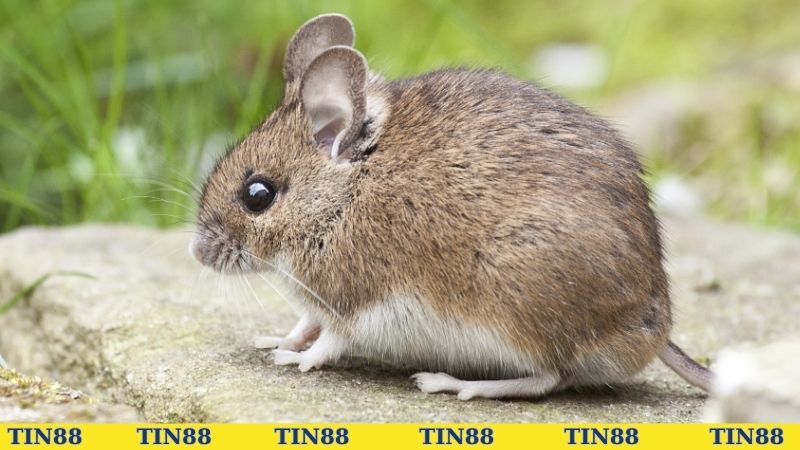 Kinh nghiệm chơi cá cược từ cao thủ