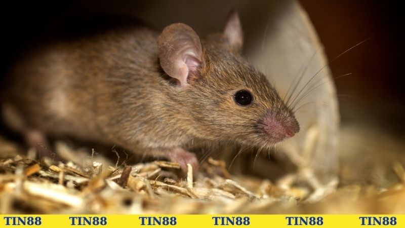 Mơ thấy chuột tương ứng với các con lô nào