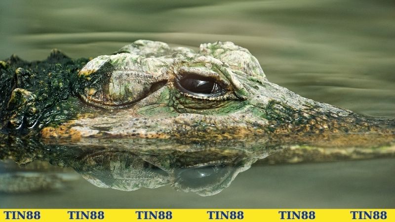 Nằm mơ thấy cá sấu cho biết điều gì?