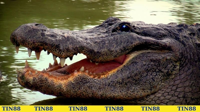 nằm mơ thấy cá sấu