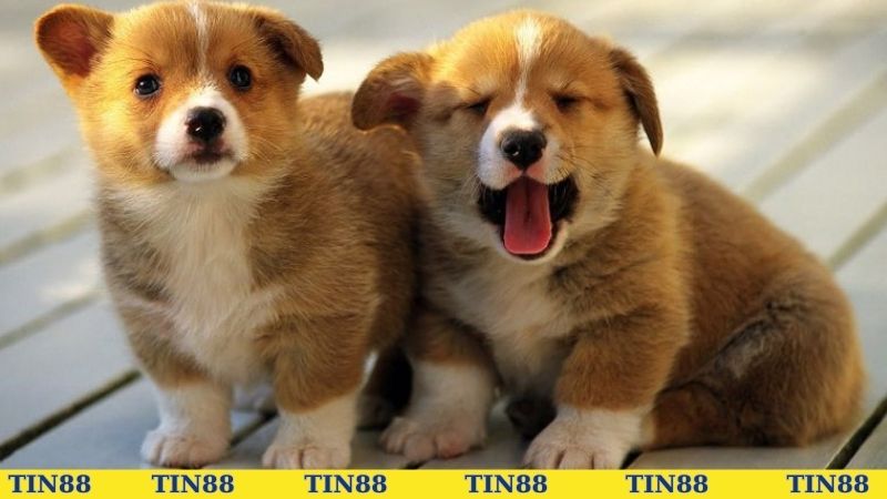Nằm mơ thấy 2 con chó đánh số mấy để phát tài