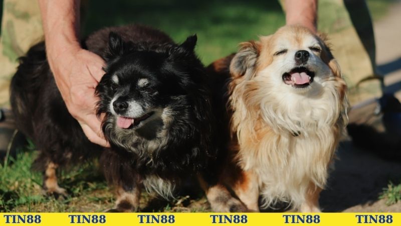 Nằm mơ thấy 2 con chó đánh số mấy