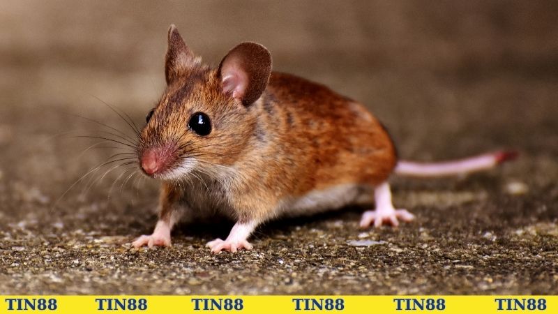 Nằm mơ thấy chuột